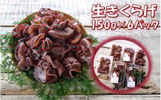 [希少/申込9月15日まで]純国産 生きくらげ900g(150g×6パック)_1798R
