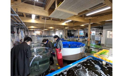 熊石地域水産試験プロジェクト