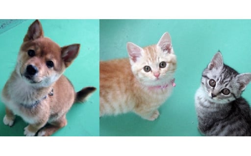 犬猫の殺処分ゼロを目指す活動への支援