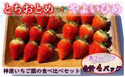 いちご 約1kg とちおとめ やよいひめ 2種類 食べ比べセット （250g × 4パック） 各2パック 苺 食べ比べ セット 食べくらべ こだわり 新鮮 朝摘み 朝採り 産直 産地直送 安心安全 果物 フルーツ くだもの ギフト プレゼント 贈物 贈答 ジャム ショートケーキ ババロア タルト スムージー ジュース アイス ジェラート ふるさと納税 ふるさと納税苺 千葉県 銚子市 神原いちご園