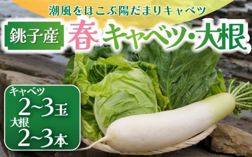 【先行予約】 春キャベツ 2～3玉 大根 2～3本 セット  数量限定 期間限定 大容量 旬の野菜 旬の味覚 春の風物詩 甘い キャベツ 千切り 生野菜 サラダ 野菜炒め 回鍋肉 ロールキャベツ 焼きそば お好み焼き ぶり大根 豚バラ大根 おでん 贈答 プレゼント 贈り物 ギフト 贈答 グルメ 発送時期 2026年4月～(なくなり次第終了)  ふるさと納税 送料無料 千葉県 銚子市 小野商店