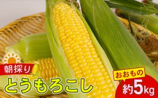 とうもろこし おおもの 約5kg 国産 銚子産 朝採れ 朝採り 先行予約 産地直送 野菜 夏野菜 新鮮 冷蔵 甘い ジューシー 生 大容量 焼きとうもろこし 天ぷら スープ コーン BBQ キャンプ お取り寄せ おやつ デザート 旬 とうきび スイートコーン toumorokosi なんばん なんば 送料無料 ふるさと納税 千葉県 銚子市 サンズファーム 【令和8年7月上旬～8月上旬頃発送予定】