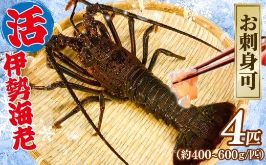 活 伊勢海老 4匹（1匹 400～600g） 計約2kg お刺身可 生食 刺身 産地直送 銚子港 水揚げ 国産 厳選 新鮮 絶品 鮮度 鮮度抜群 贅沢 お造り 味噌汁 天丼 エビマヨ 鬼瓦焼き グラタン 調理 料理 生簀 漁師 お取り寄せ 海鮮 イセエビ エビ 海老 魚介 魚介類 魚貝 魚貝類 甲殻類 海の幸 水産 ふるさと納税 送料無料 千葉県 銚子市 治吉水産 【8月10日以降順次発送予定】