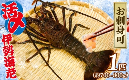 活〆 冷凍 伊勢海老 1匹（約700～800g） お刺身可 生食 刺身 氷締め 産地直送 銚子港 水揚げ 国産 厳選 新鮮 絶品 鮮度 贅沢 味噌汁 天丼 エビマヨ 鬼瓦焼き グラタン エビフライ アレンジ 調理 料理 生簀 漁師 お取り寄せ 海鮮 旬 イセエビ エビ 海老 魚介 魚介類 魚貝 魚貝類 甲殻類 海の幸 水産 ふるさと納税 送料無料 千葉県 銚子市 治吉水産 【9月以降順次発送予定】