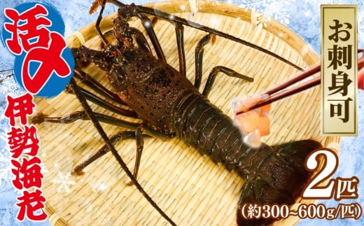 活〆 冷凍 伊勢海老 2匹（1匹 約300～600g） 計 約1kg お刺身可 生食 刺身 氷締め 産地直送 銚子港 水揚げ 国産 厳選 新鮮 絶品 鮮度 贅沢 味噌汁 天丼 エビマヨ 鬼瓦焼き グラタン 調理 料理 生簀 漁師 お取り寄せ 海鮮 旬 イセエビ エビ 海老 魚介 魚介類 魚貝 魚貝類 甲殻類 海の幸 水産 ふるさと納税 送料無料 千葉県 銚子市 治吉水産 【9月以降順次発送予定】