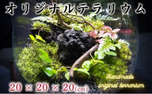 オリジナル テラリウム サイズ 20×20×20 手作り ハンドメイド 観賞用 千葉県 銚子市
