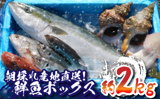 鮮魚セット 2㎏ 産地直送 銚子港水揚げ 魚のプロにお任せ！ 鮮魚ボックス 旬の鮮魚 魚 鮮魚 セット 海の幸 刺身 厳選 朝採れ 鮮度抜群 マイワシ サバ 鯖 さば アジ 鯵 真アジ マアジ 真鯛 鯛 タイ たい 平目 ヒラメ キンメダイ 金目鯛 ホウボウ メヒカリ めひかり ヤリイカ いか イカ お取り寄せ グルメ 食品 魚 魚貝 ギフト 贈物 贈り物 プレゼント かねやま水産 千葉県 銚子市