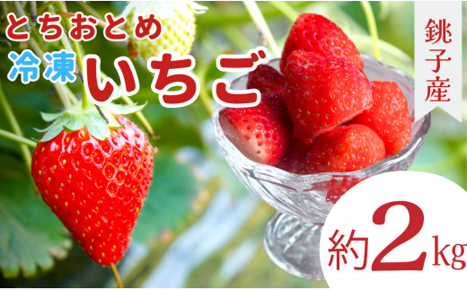 冷凍いちご 約2kg とちおとめ イチゴ 苺 果物 フルーツ デザート ヨーグルト こだわり シャーベット スムージー ジャム ソース アイス 国産 産地直送 安心安全 くだもの ギフト プレゼント 贈物 贈答 お取り寄せ グルメ ショートケーキ ババロア タルト ジュース アイス ジェラート ケーキ 銚子産 ふるさと納税 ふるさと納税苺 ふるさと納税フルーツ 千葉県 銚子市 萩谷園芸