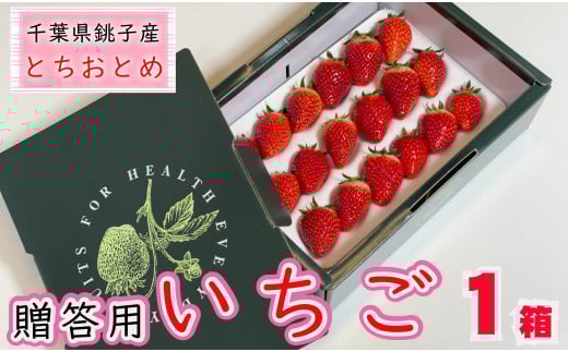 先行予約 贈答用 いちご とちおとめ  1箱  約400g  イチゴ 苺 化粧箱 人気 定番 食べやすい 果物 フルーツ ストロベリー ジャム  朝摘み 採れたて 新鮮 産直 安心安全 期間限定 送料無料 千葉県銚子市