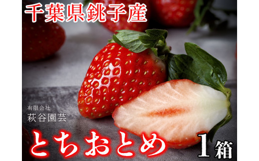 いちご とちおとめ（500g） 化粧箱 贈答 萩谷園芸 銚子産 とちおとめ 苺 いちご イチゴ ビタミンC 葉酸 食物繊維 デザート ミルフィーユ フルーツ ヨーグルト スムージー くだもの フルーツ 千葉県 銚子市