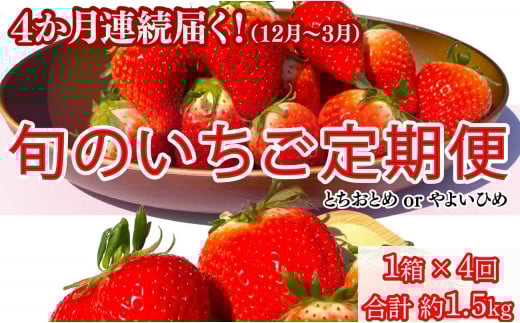 先行予約 旬のいちご定期便 とちおとめ やよいひめ 12月～3月発送 4か月 毎月 約400g いちご イチゴ 苺 定期便 人気 定番 食べやすい 果物 フルーツ ストロベリー ジャム  朝摘み 採れたて 新鮮 産直 安心安全 期間限定 送料無料 千葉県 銚子市 松岸 神原いちご園