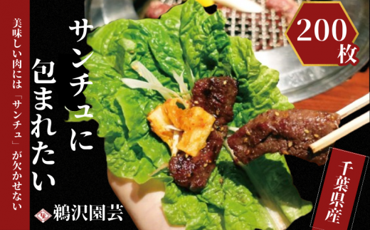 「 フレッシュサンチュ 」 合計200枚（10枚入×20パック） ふるさと納税 新鮮 フレッシュ サンチュ 焼き肉レタス チシャ チシャ菜 焼肉 焼き肉 BBQ バーベキュー 夏休み 銚子産 千葉県 銚子 鵜沢園芸