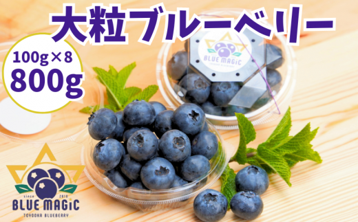 （先行予約） 大粒ブルーベリー 800 ｇ（100g×8パック） 生 フレッシュ ブルーベリー 大粒 特大 フルーツ 果物 くだもの ジャム ヨーグルト チーズケーキ クレープ ロールケーキ タルト お菓子 トッピング 国産 お取り寄せ グルメ デザート 送料無料 銚子産 千葉県 銚子市 AGRIMOVADO アグリモバード
