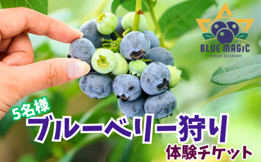 ブルーベリー狩り チケット 5名様 千葉県 銚子市 ブルーベリー フルーツ狩り 果物狩り フルーツ もぎたて 体験 夏休み 子ども 家族 親子 旅行 女子会 果物狩り お手軽 人気 イベント 手作りジャム 果物 チケット ブルーベリー狩り ブルーベリー摘み 6月 7月 8月 AGRIMOVADO アグリモバード