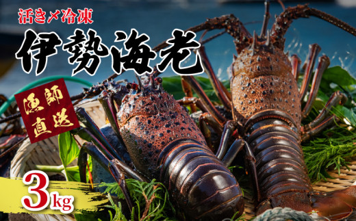 【先行予約】2025年8月～発送 活き〆 冷凍 伊勢海老 3kg 天然 国産 伊勢エビ 海老 エビ 刺身 伊勢 味噌汁 鍋 ボイル エビフライ アレンジ 産地直送 新鮮 海鮮 魚介類 おせち BBQ キャンプ アウトドア ギフト 贈答 プレゼント 送料無料 千葉県 銚子市 健丸
