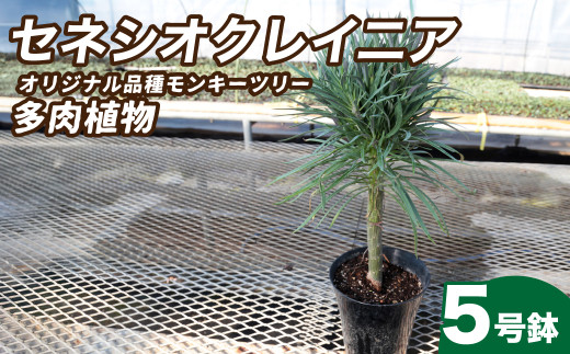 観葉植物 5号鉢 セネシオクレイニア(モンキーツリー)| 植物 観葉植物 多肉植物 モンキーツリー 鑑賞用 緑 自然 インテリア リビング 室内 幸せ 丈夫 プレゼント お祝い 引っ越し祝い 新築祝い ハッピー グリーンギフト 茨城県 常陸太田市