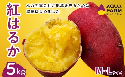さつまいも 「べにはるか」 M~Lサイズ 5kg | 甘い 焼き芋 お取り寄せ 紅はるか スイーツ おやつ 秋の味覚 ギフト 糖度 自然の恵み やきいも 国産 子ども 産地直送 茨城県 常陸太田市