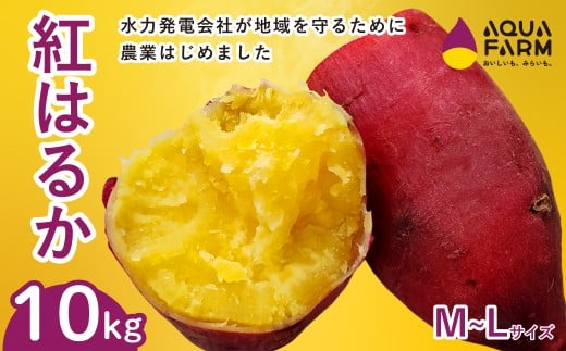 さつまいも 「べにはるか」 M~Lサイズ 10kg | 甘い 焼き芋 お取り寄せ 紅はるか スイーツ おやつ 秋の味覚 ギフト 糖度 自然の恵み やきいも 国産 子ども 産地直送 茨城県 常陸太田市