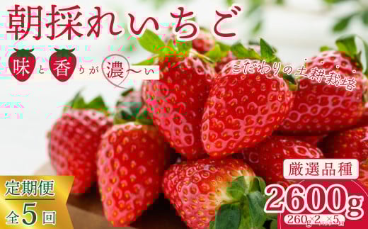 【先行予約/2026年】厳選いちご 2パック×5回発送 5回連続定期便 定期コース《2026年1月以降順次発送》 | 苺 イチゴ 大粒 いちご 檜山いちご園 いばらキッス ひたち姫 やよいひめ フルーツ 茨城県産 新鮮 朝採れ 糖度 酸味 品種 ひたち姫 甘い 濃厚 旬 採れたて 旬 産地 直送 フレッシュ ベリー 果肉 健康 果物 デザート 贈り物 食べ比べ 定期便 人気 茨城県 常陸太田市