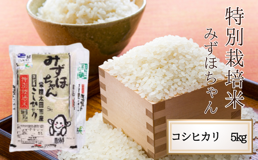 令和6年産 茨城県 常陸太田産 コシヒカリ5kg 特別栽培米 みずほちゃん [常陸太田市 茨城県 良質米 森林 ミネラル 豊富 清らか 水 人気 ]