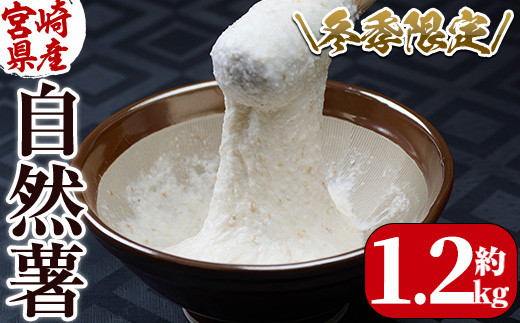＜先行予約受付中！2026年11月中旬から順次発送予定＞＜期間限定＞山菜の王者自然薯 (約1.2kg)  山芋 じねんじょ とろろ 長いも 国産 旬 野菜 新鮮 やさい 常温 保存 宮崎県 門川町 【Y-1】【自然薯組合】