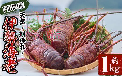 <数量限定・期間限定>天然!門川町産活き伊勢海老(計1kg・約2~3尾)エビ えび 刺身 魚介 海鮮 朝獲れ 国産【O-4】【門川漁業協同組合】