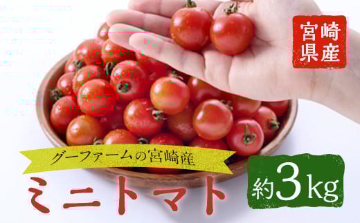 ＜先行予約受付中！2025年12月から順次発送予定＞＜期間限定＞ミニトマト(約3kg)野菜 とまと フルーツトマト サマー千果 アイコ サラダ 【GF-2】【グーファーム】