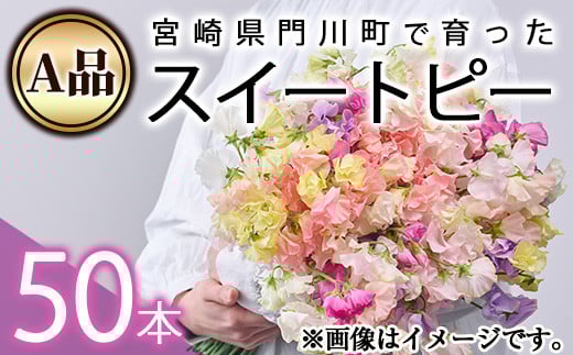 [先行予約受付中!2026年1月以降順次発送予定][A品]スイートピーミックス(50本)花 フラワー 切り花 植物 ギフト 贈り物 プレゼント インテリア 常温 保存 宮崎県 門川町[AL-3][安田農園]