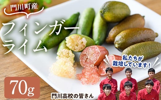 ＜数量限定・期間限定＞宮崎県門川町産フィンガーライム(70g) 柑橘 希少 ライム キャビアライム シトラス 高校生 門高 【AU-3】【宮崎県立門川高等学校】
