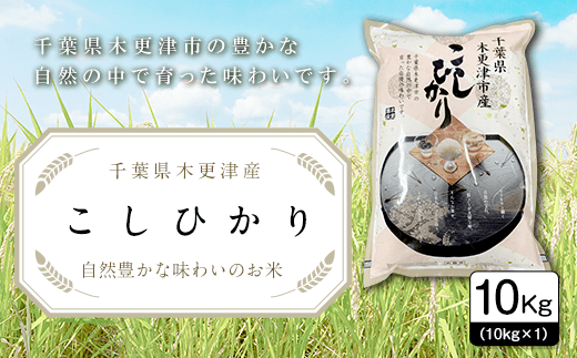 【令和6年産新米】千葉県木更津産こしひかり10kg（10kg×1） KW001 ふるさと納税 米 10kg コシヒカリ 精米 白米 ごはん おにぎり お茶漬け 主食 炭水化物 千葉県 木更津市 送料無料