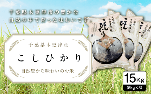 【令和6年産新米】千葉県木更津産こしひかり15kg（5kg×3） KW002 ふるさと納税 米 15kg コシヒカリ 精米 白米 ごはん おにぎり お茶漬け 主食 炭水化物 千葉県 木更津市 送料無料