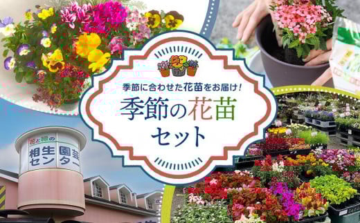 【通年受付】季節の花苗セット(10~16ポット)