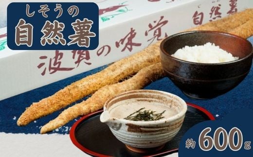 K7【令和7年産 先行受付】しそう の 自然薯( 期間限定 数量限定 自然薯 山芋 芋 野菜 滋養強壮 じねんじょ )