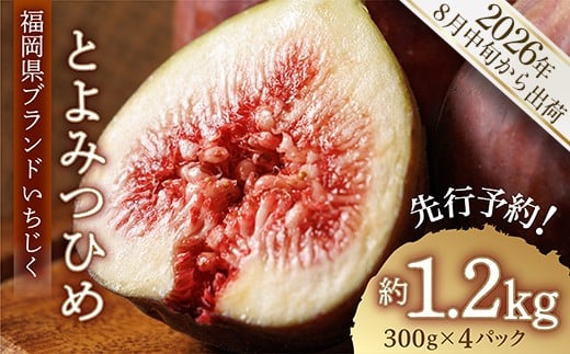 福岡県 ブランド いちじく 「 とよみつひめ 」約1.2kg(約300g× 4パック ) 無花果 イチジク フルーツ 果物 国産いちじく 小分け 3S2