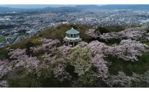 【指定なし（秦野市のために）】