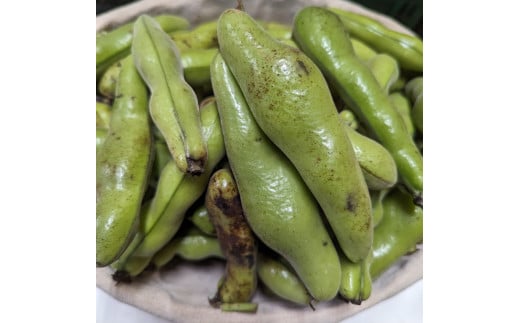 【訳あり♫ 】”みずみずしい”1粒 そら豆(3600g) from 名水の里 神奈川県秦野市   そら豆 そらまめ ソラマメ 野菜 農作物 産地直送 農家直送 おつまみ おやつ ゴールデンウィーク 大谷 小谷 神奈川県秦野 秦野 015-25-1