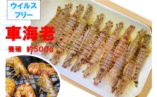 車海老（養殖）約500g（20匹程度）/ えび エビ 海老 クルマエビ 高級 秦野 名水 神奈川 陸上養殖 ギフト プレゼント ウィルスフリー 022-05