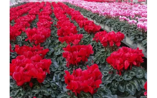 25_012-07-1　高橋園芸の秦野の花　シクラメン（6号）