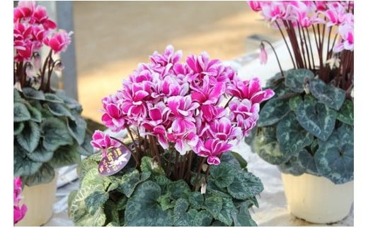 25_007-18-1　冨田花園の秦野の花　シクラメン　フェアリーピコ（5号）