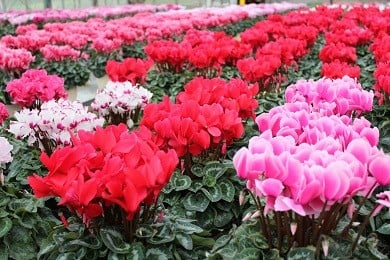 25_012-08-1　冨田花園の秦野の花　シクラメン（6号）