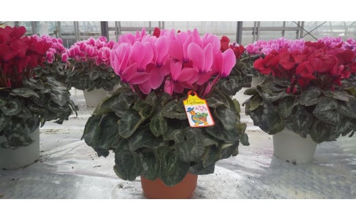 25_017-12-1　大倉花園の秦野の花　シクラメン（7号）