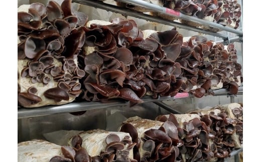 010-51乾燥きくらげ 35g×5袋  /秦野 国産 神奈川  純国産 菌床 シュマッシュルーム キクラゲ きくらげ 乾燥  乾燥 きくらげ ヘルシー 5袋 食品 おつまみ 野菜  簡単調理 料理 保存食