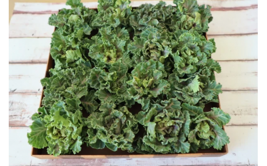 【大好評♫】 芽キャベツ✖️ケール="プチヴェール"(約450g)『from 名水の里 秦野』006-27-1