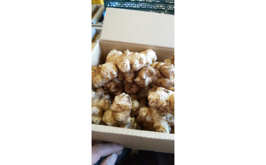 【健康を気遣うあなたへ】菊芋  糖質が気になる方向け(約1,000g)『from 名水の里 秦野』004-21-1