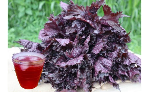 大好評(^^♪ 夏の暑さに負けるな!「天神赤しそ」(約2,000g)『from 名水の里 秦野』とれたて 産地直送 農家 健康 ジュースに 紫蘇 栄養  011-28-1