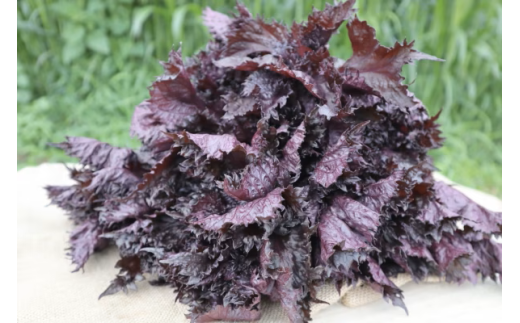 夏の暑さに負けるな！「天神赤しそ」（約1,500g）『from 名水の里 秦野』とれたて 産地直送 農家 健康 ジュースに 紫蘇 栄養  008-43-1