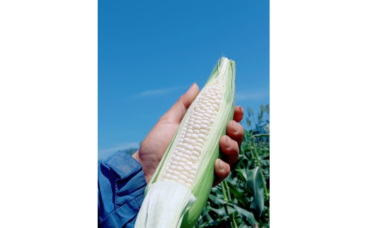 【先行予約!】白い贅沢 ピュアホワイト 1kg 白い贅沢 ピュアホワイト 食べ切り2本     (とうもろこし 人気 糖度 野菜 白いとうもろこし 白いスイートコーン 産地直送  旬) 006-32-1