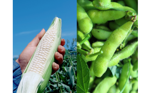 【人気商品コラボ(^^♪】 ピュアホワイト1000g (3~5本)+枝付き枝豆1,650g    from 名水の里 神奈川県秦野市  人数目安:4名以上  とうもろこし 人気 糖度 野菜 白いとうもろこし 白いスイートコーン 産地直送  旬 野菜 おつまみ 農家直送  お中元 大谷 小谷 神奈川県秦野 秦野 013-23-1