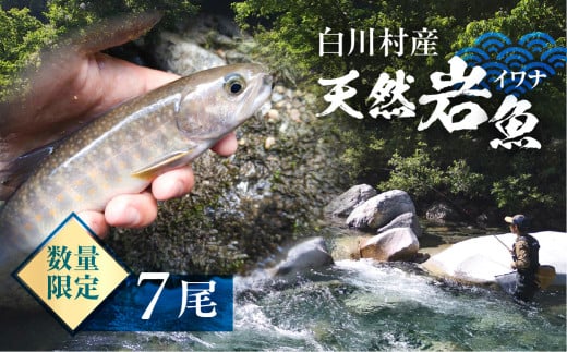 先行予約 6月以降順次発送 白川村産 天然岩魚 イワナ 7尾 15000円 [S803]