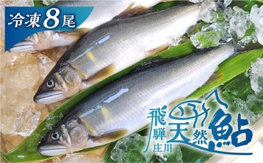 白川村産 飛騨庄川の天然鮎 8尾 18cm以上 鮎 天然 あゆ 魚 岐阜県 白川郷 世界遺産 塩焼き BBQ 20000円  [S511_8bi]